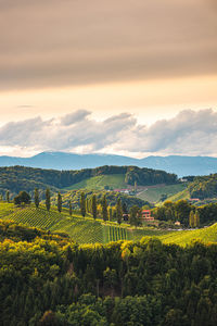 Scenic view of agricultural field against sky