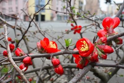 Close-up of red flower against blurred background