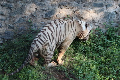 Tiger in a sunlight