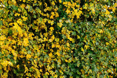 Full frame of yellow flowers