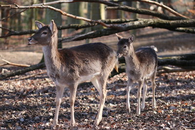 Deer standing in a field