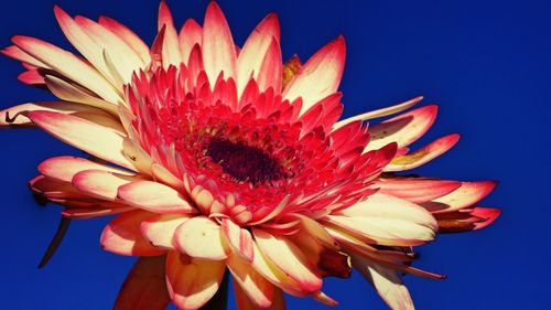 Detail shot of flower over blue background