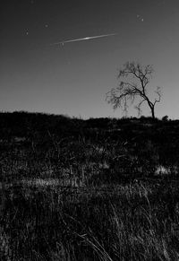 Bare tree on field against clear sky