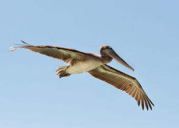 Low angle view of seagull flying