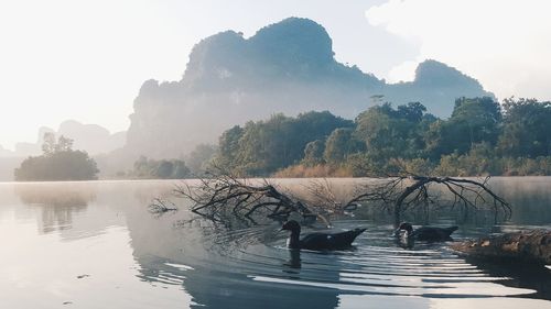 Swans swimming on lake against sky