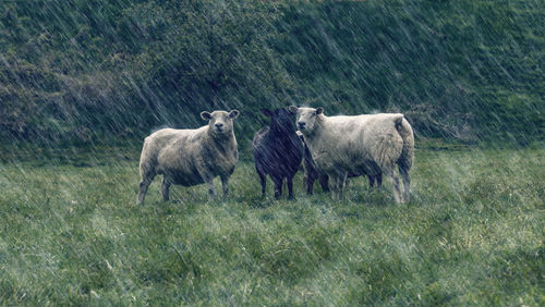 Horses standing on field