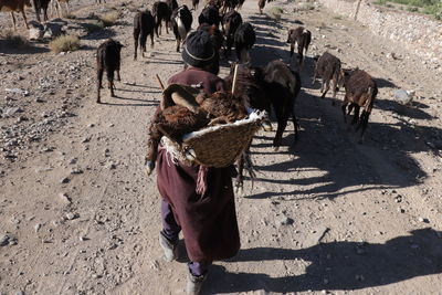 High angle view of man with livestock walking on dirt road