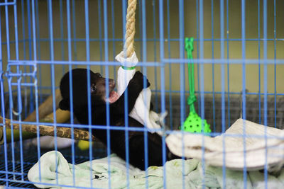 Baby sun bear the smallest bear species in the world during treatment at the wildlife rescue center