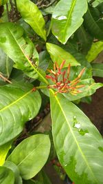 High angle view of green leaves on plant