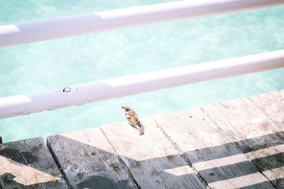 High angle view of crab on sea shore