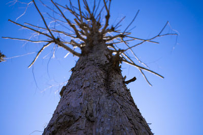 Low angle view of a tree against blue sky