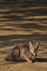 Portrait of cat sitting on shore