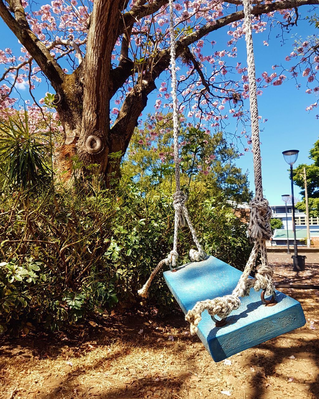 SWING HANGING ON TREE TRUNK AT PARK