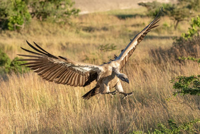 Full length of vulture with spread wings flying over land