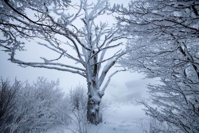 Bare trees on snow covered land