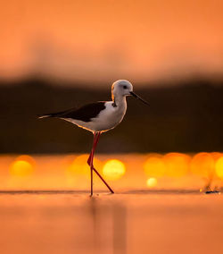 Close-up of seagull