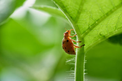 Close-up of insect on leaf