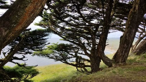 Trees by lake against sky