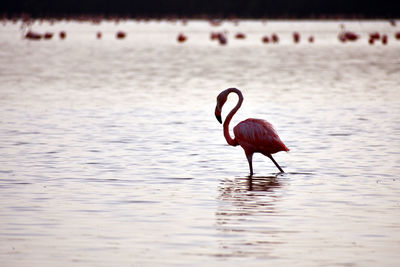 Pink flamingo standing in shallow water at ría celestún, yucatán, méxico.