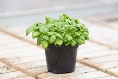 Close-up of potted plant on table