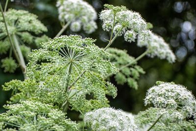 Close-up of frozen plant