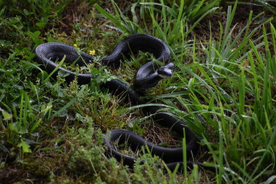 Coiled black snake