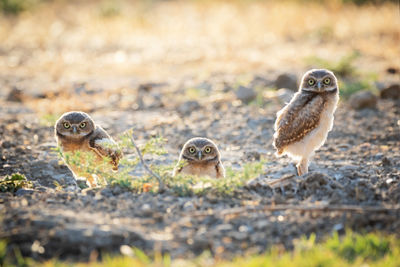 Burrowing owl