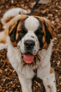 Wet dog's nose