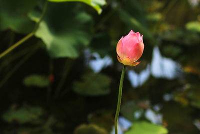 Close-up of pink rose flower