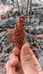 Close-up of hand holding pine cone