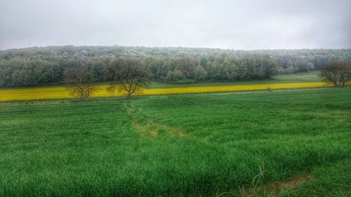 Scenic view of grassy field against sky