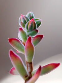 Close-up of succulent plant