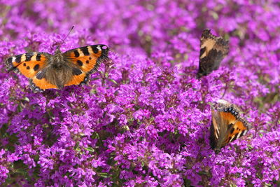 Butterfly pollinating on purple flower