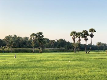 Trees on field against clear sky