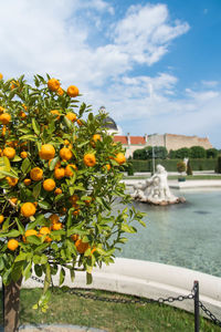 Orange fruits on tree by plants against sky