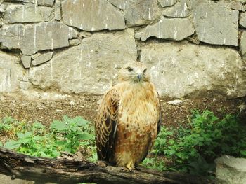 Close-up of owl perching on stone