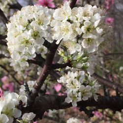 Close-up of white flowers blooming in garden