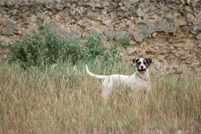 Portrait of dog on grassy field