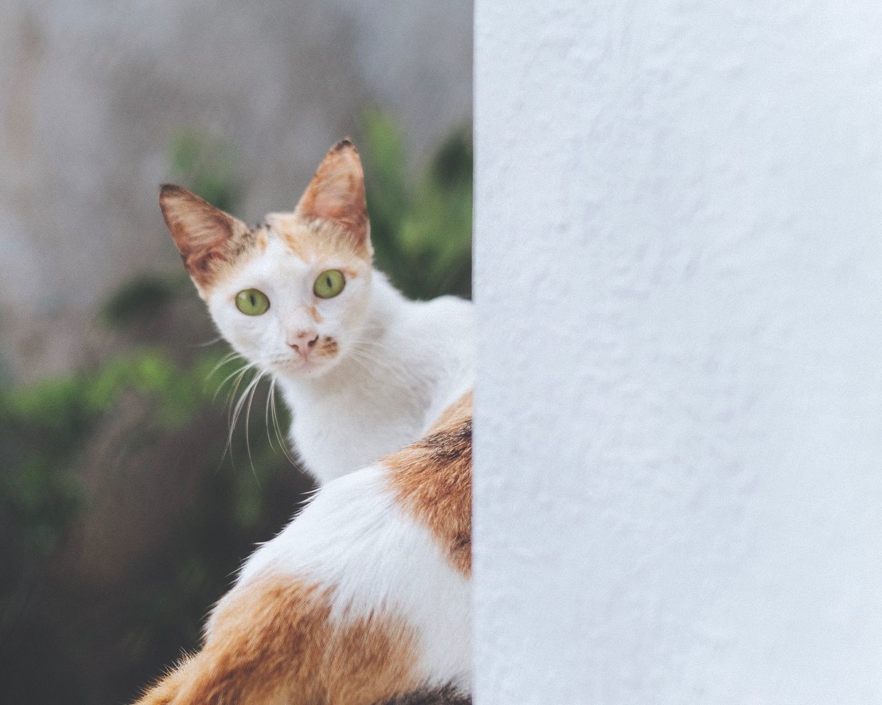 domestic cat, cat, domestic, feline, pets, domestic animals, animal themes, mammal, animal, one animal, vertebrate, no people, focus on foreground, white color, looking, portrait, day, whisker, close-up, looking away, ginger cat