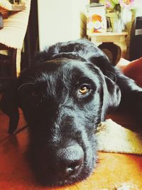 Close-up of dog resting