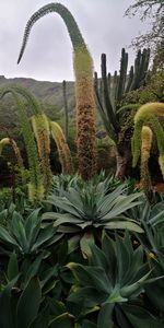 Low angle view of cactus growing on field against sky