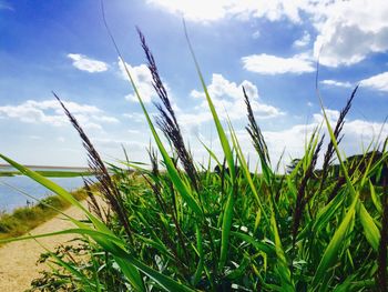 Close-up of grass on field against sky