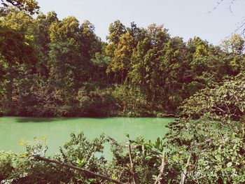 Scenic view of lake in forest against sky