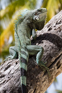 Close-up of lizard on tree trunk