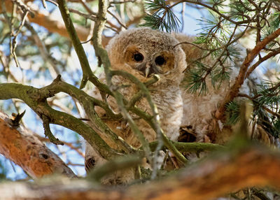 Young tawny owl