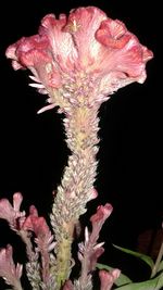 Close-up of flower blooming against black background