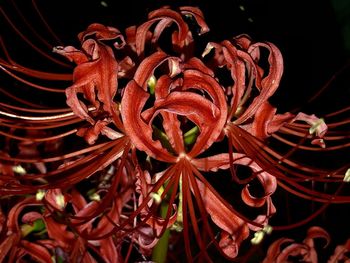 Close-up of red flowering plant against black background