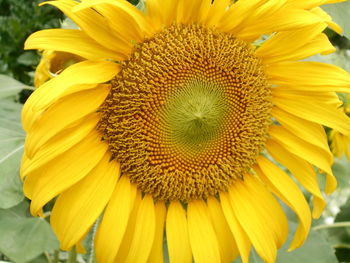 Macro shot of sunflower