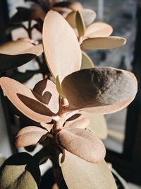 Close-up of flowering plant