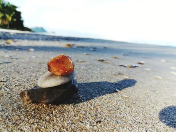 Close-up of seashells on beach